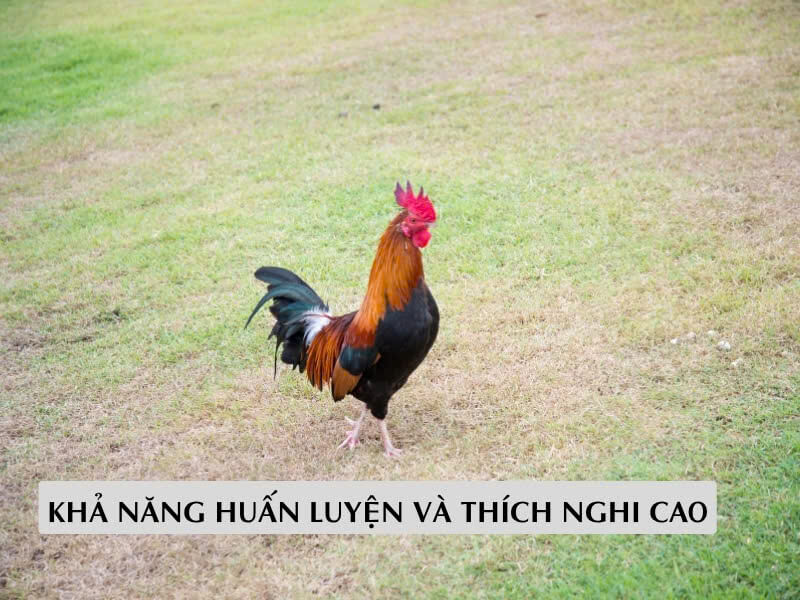 Khả năng huấn luyện và thích nghi cao