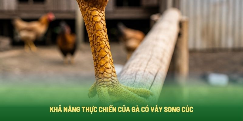 Khả Năng Thực Chiến Của Gà Có Vảy Song Cúc Khả Năng Thực Chiến Của Gà Có Vảy Song Cúc