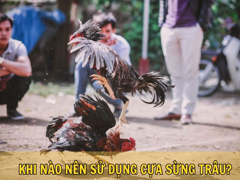 Khi Nào Nên Sử Dụng Cựa Sừng Trâu?
