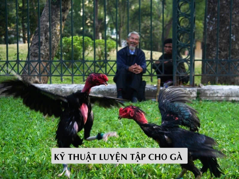 Kỹ Thuật Luyện Tập Cho Gà Kỹ Thuật Luyện Tập Cho Gà