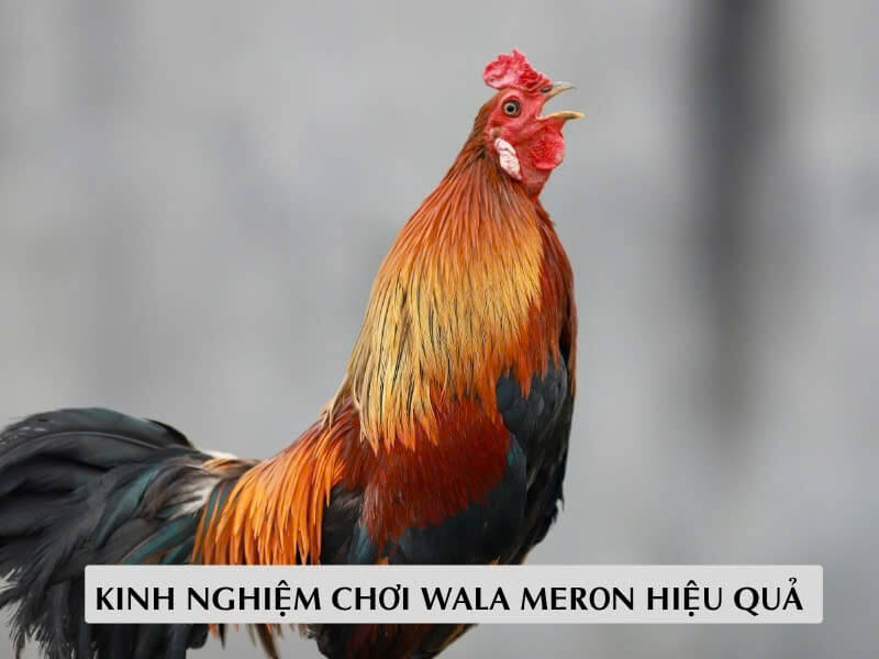 Kinh Nghiệm Chơi Wala Meron Hiệu Quả 