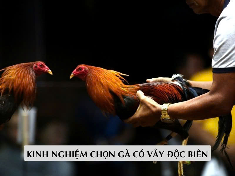 Kinh Nghiệm Chọn Gà Có Vảy Độc Biên Chuẩn Kinh Nghiệm Chọn Gà Có Vảy Độc Biên Chuẩn