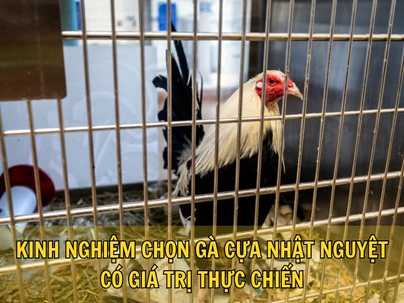 Kinh Nghiệm Chọn Gà Cựa Nhật Nguyệt Có Giá Trị Thực Chiến