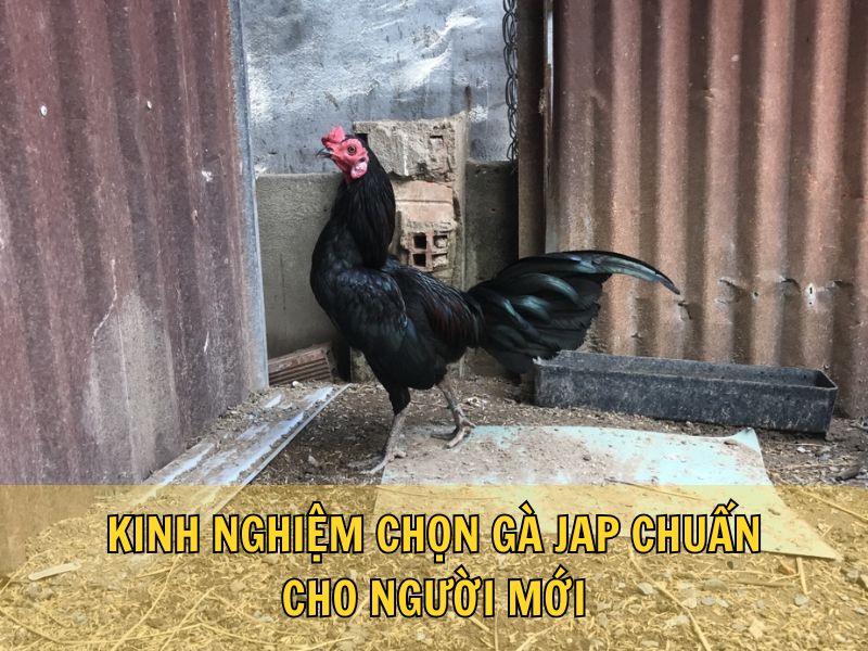 Kinh Nghiệm Chọn Gà Jap Chuẩn Cho Người Mới Kinh Nghiệm Chọn Gà Jap Chuẩn Cho Người Mới