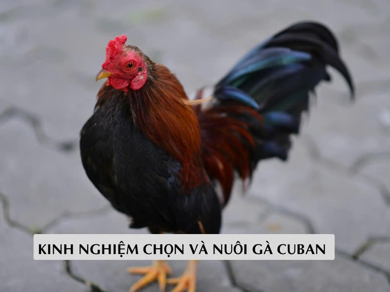KInh nghiệm chon và nuôi gà cuban KInh nghiệm chon và nuôi gà cuban