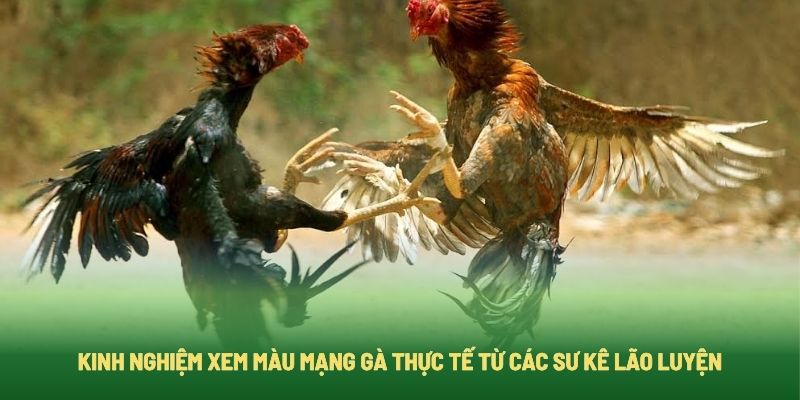 Kinh nghiệm từ các sư kê lão luyện khi xem màu mạng gà đá Kinh nghiệm từ các sư kê lão luyện khi xem màu mạng gà đá