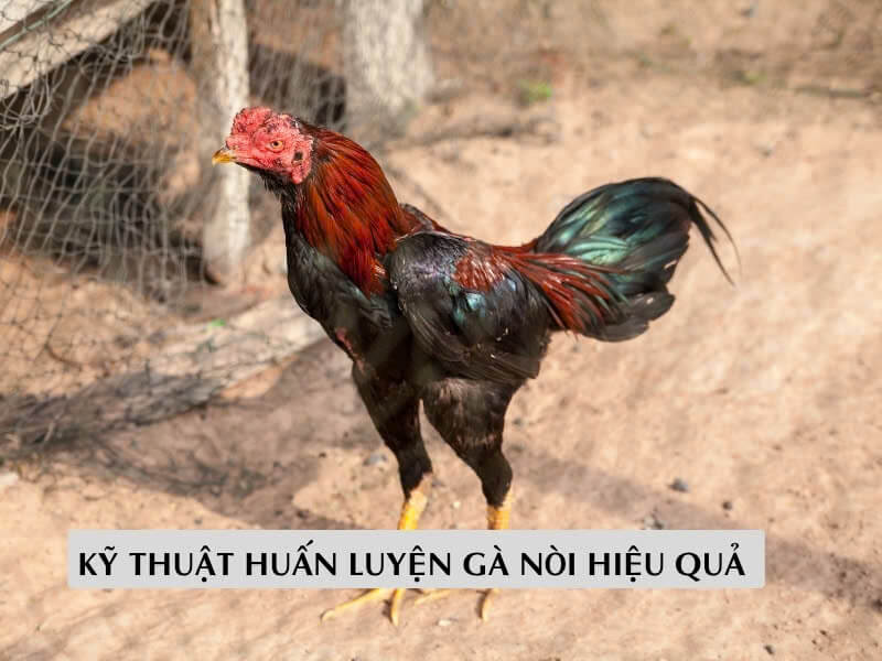 Kỹ thuật huấn luyện gà nòi hiệu quả 