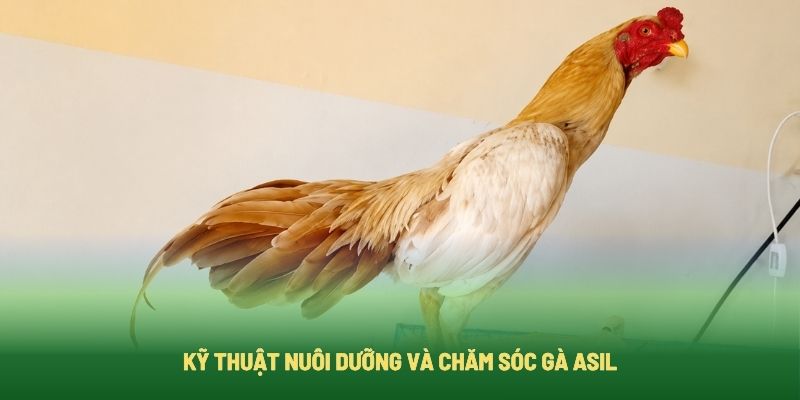 Kỹ Thuật Nuôi Dưỡng Và Chăm Sóc Gà Asil Kỹ Thuật Nuôi Dưỡng Và Chăm Sóc Gà Asil
