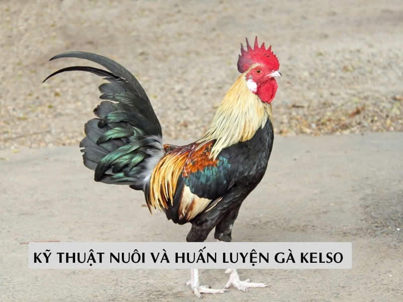 Kỹ thuật nuôi và huấn luyện gà kelso Kỹ thuật nuôi và huấn luyện gà kelso