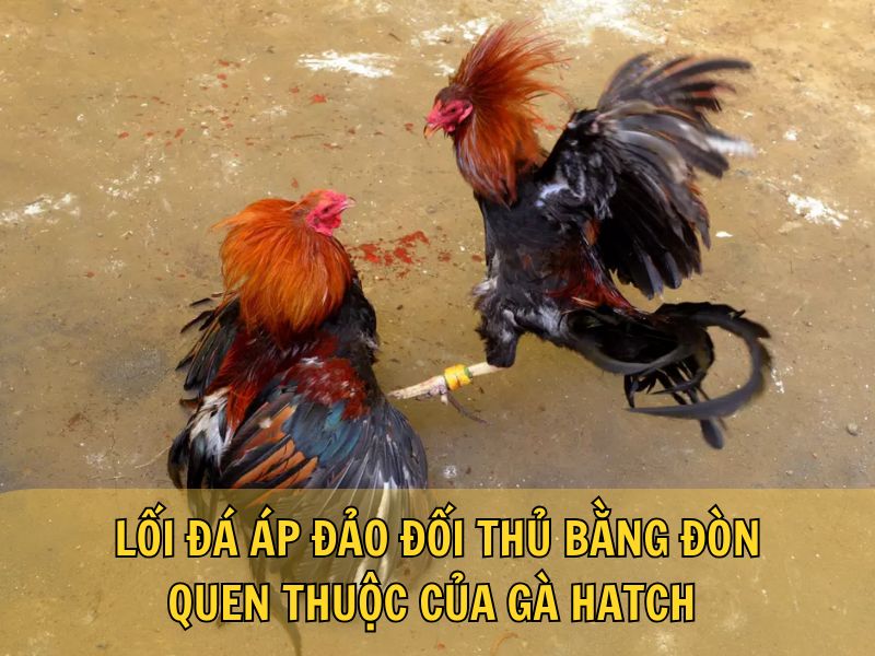 Lối Đá Áp Đảo Đối Thủ Bằng Đòn Quen Thuộc Của Gà Hatch