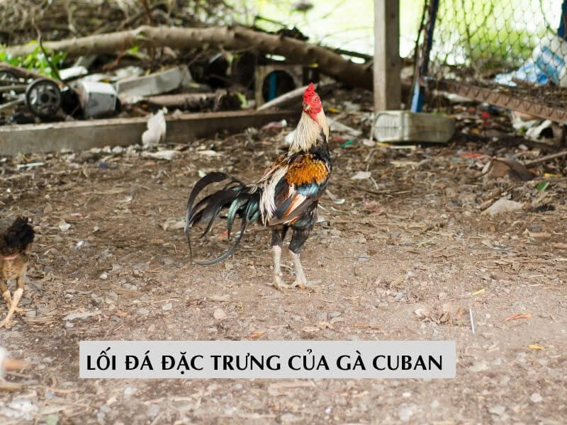 Lối đá đặ trưng của gà cuban Lối đá đặ trưng của gà cuban