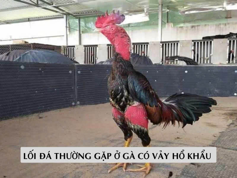 Lối Đá Thường Gặp Ở Gà Có Vảy Hổ Khẩu Lối Đá Thường Gặp Ở Gà Có Vảy Hổ Khẩu