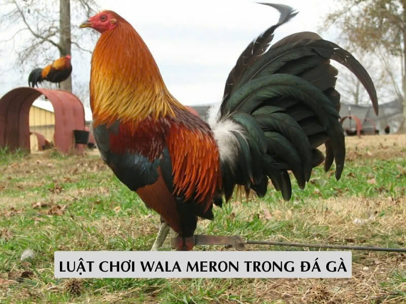 Luật Chơi Wala Meron Trong Đá Gà 