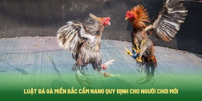 Luật Đá Gà Miền Bắc Cẩm Nang Quy Định Cho Người Chơi Mới