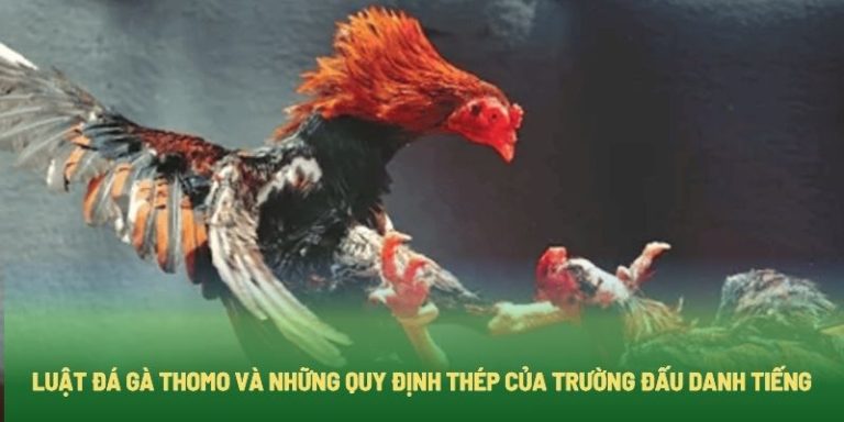 Luật Đá Gà Thomo Và Những Quy Định Thép Của Trường Đấu Danh Tiếng