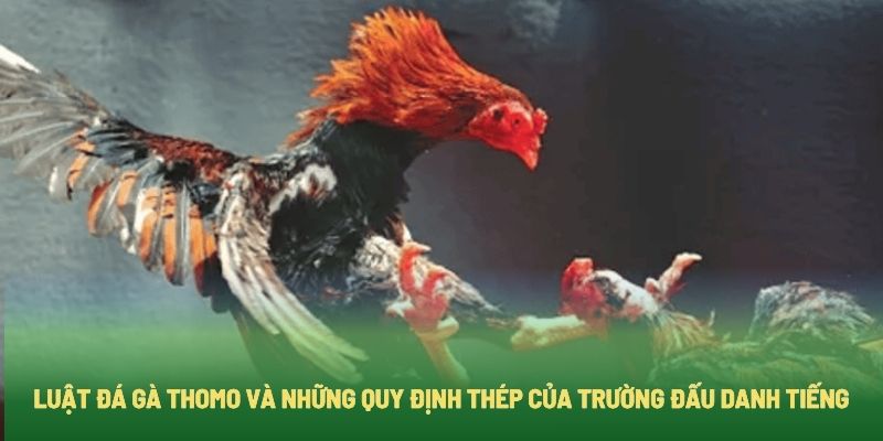 Luật Đá Gà Thomo Và Những Quy Định Thép Của Trường Đấu Danh Tiếng