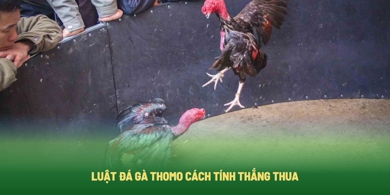Luật tính thắng thua khi đấu gà trên trường Thomo Luật tính thắng thua khi đấu gà trên trường Thomo