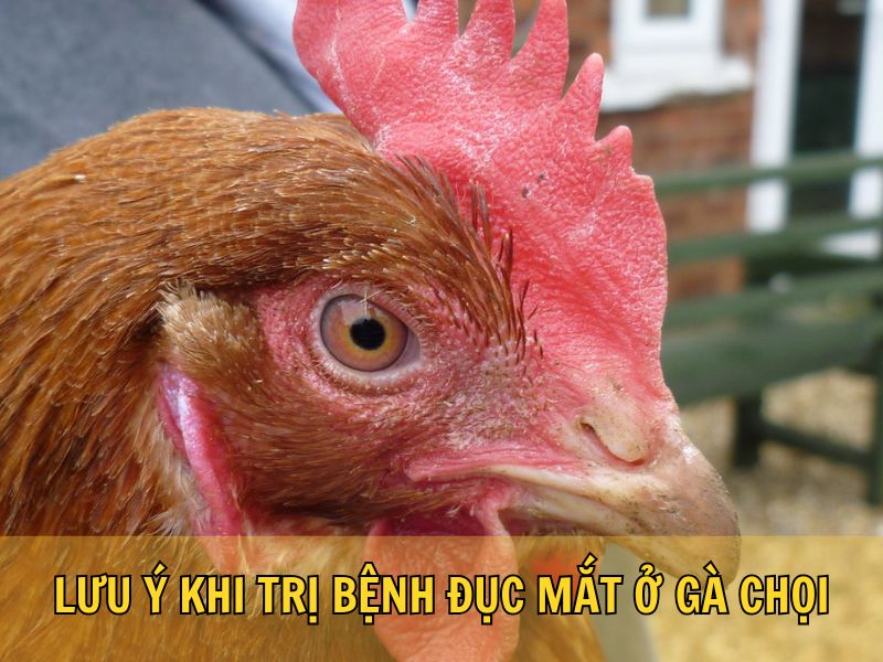 Lưu Ý Khi Trị Bệnh Đục Mắt Ở Gà Chọi
