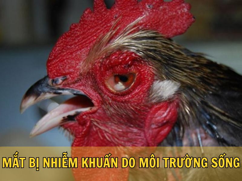 Mắt Bị Nhiễm Khuẩn Do Môi Trường Sống