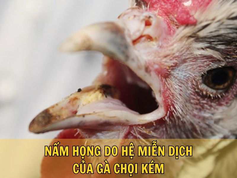 Nấm Họng Do Hệ Miễn Dịch Của Gà Chọi Kém Nấm Họng Do Hệ Miễn Dịch Của Gà Chọi Kém
