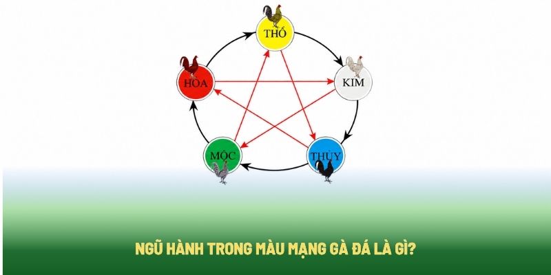Tìm hiểu ngũ hành trong mạng gà đá Tìm hiểu ngũ hành trong mạng gà đá