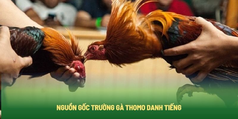 Tìm hiểu lịch sử đấu trường Thomo Tìm hiểu lịch sử đấu trường Thomo