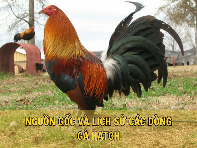 Nguồn Gốc Và Lịch Sử Các Dòng Gà Hatch