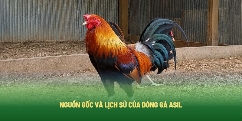 Tìm hiểu nguồn gốc của dòng gà Asil Tìm hiểu nguồn gốc của dòng gà Asil