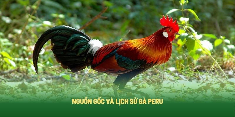 Nguồn gốc của giống gà chọi Peru Nguồn gốc của giống gà chọi Peru