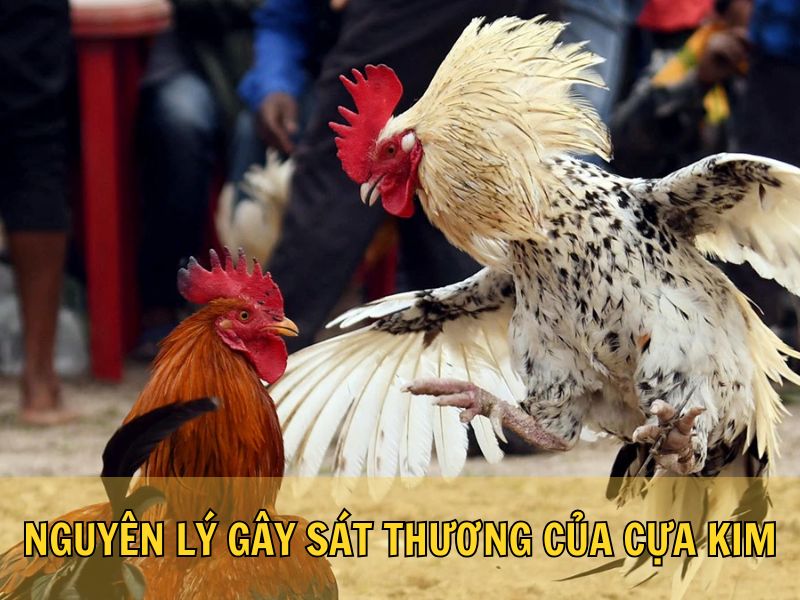 Nguyên Lý Gây Sát Thương Của Cựa Kim