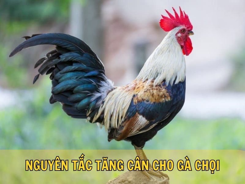 Nguyên Tắc Tăng Cân Cho Gà Chọi Nguyên Tắc Tăng Cân Cho Gà Chọi