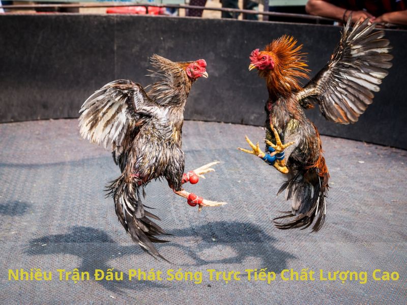 Nhiều Trận Đấu Phát Sóng Trực Tiếp Chất Lượng Cao