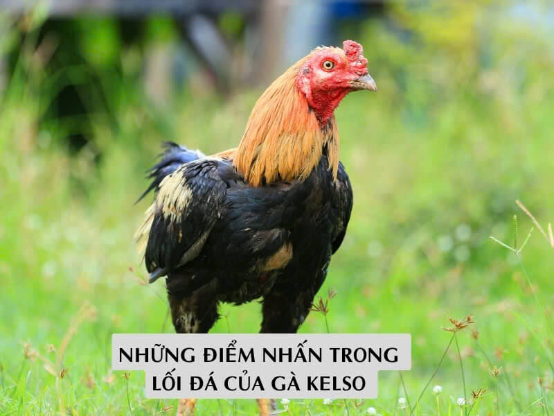 Những điểm nhấn trong lối đá của gà kelso Những điểm nhấn trong lối đá của gà kelso