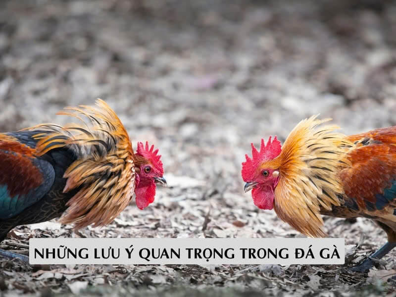 Những Lưu Ý Quan Trọng Trong Đá Gà
