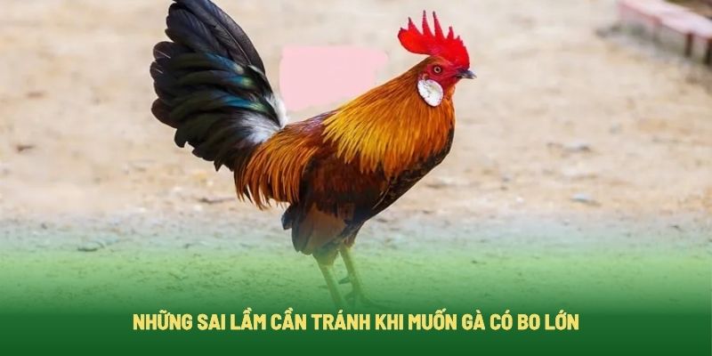 Các lưu ý cần tránh khi nuôi gà bo lớn Các lưu ý cần tránh khi nuôi gà bo lớn