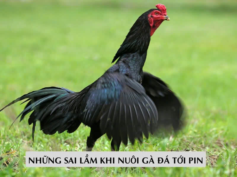 Những sai lầm khi nuôi gà đá tới pin Những sai lầm khi nuôi gà đá tới pin