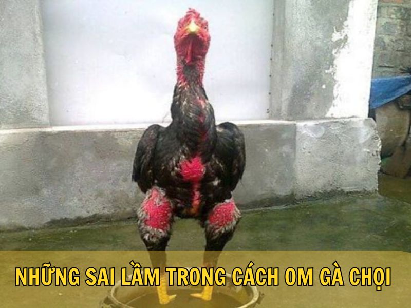 Những Sai Lầm Trong Cách Om Gà Chọi Những Sai Lầm Trong Cách Om Gà Chọi