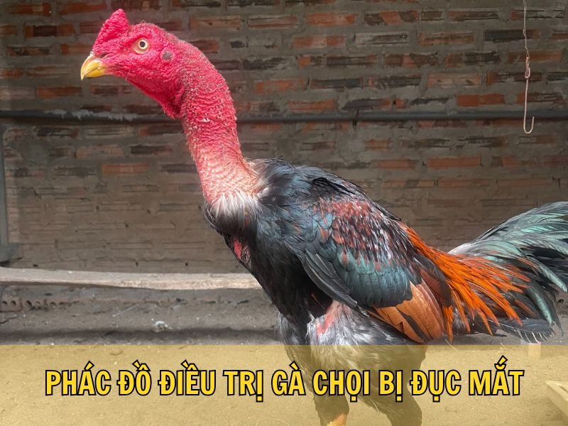 Phác Đồ Điều Trị Gà Chọi Bị Đục Mắt