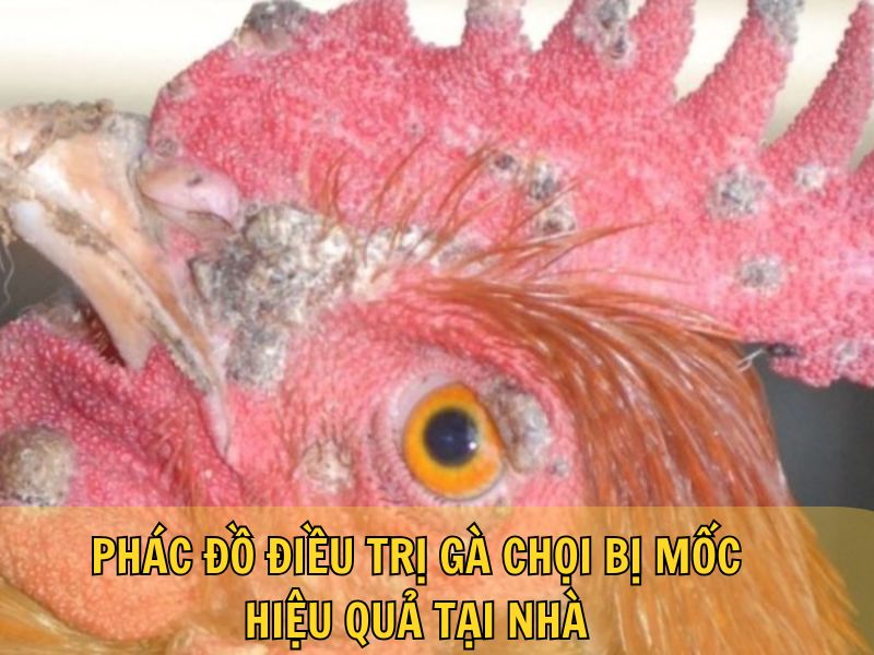 Phác Đồ Điều Trị Gà Chọi Bị Mốc Hiệu Quả Tại Nhà