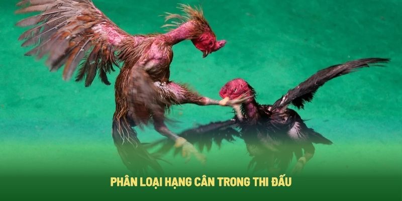 Phân Loại Hạng Cân Trong Thi Đấu Phân Loại Hạng Cân Trong Thi Đấu