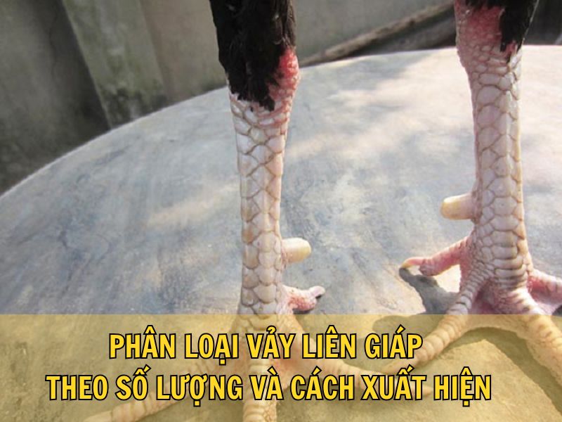 Phân Loại Vảy Liên Giáp Theo Số Lượng Và Cách Xuất Hiện Phân Loại Vảy Liên Giáp Theo Số Lượng Và Cách Xuất Hiện