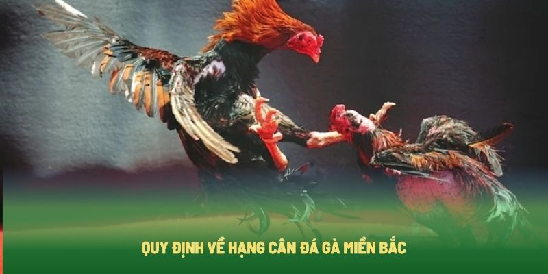 Hạng cân yêu cầu trong luật đá gà miền Bắc