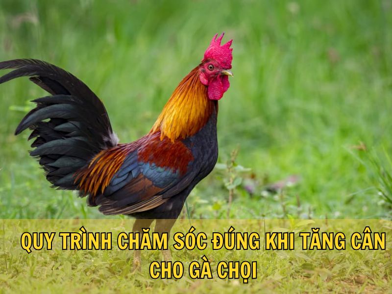 Quy Trình Chăm Sóc Đúng Khi Tăng Cân Cho Gà Chọi Quy Trình Chăm Sóc Đúng Khi Tăng Cân Cho Gà Chọi