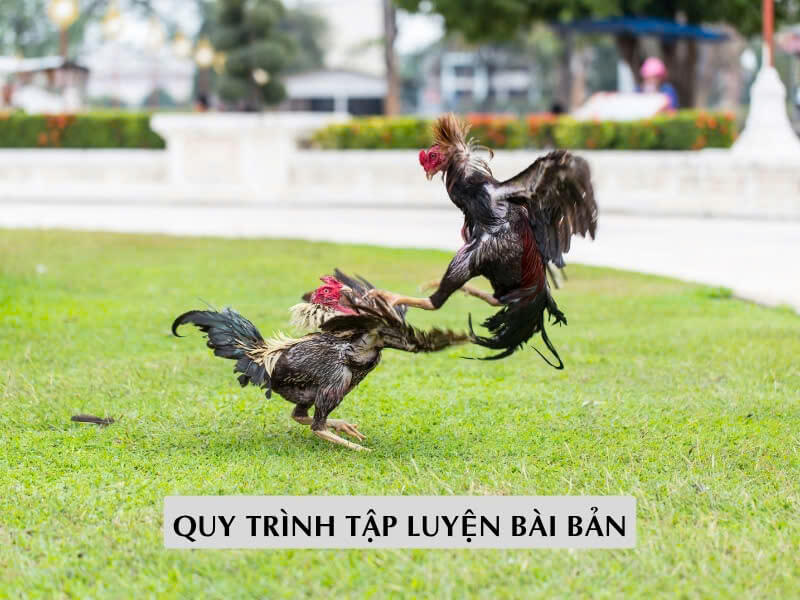  Quy Trình Tập Luyện Bài Bản