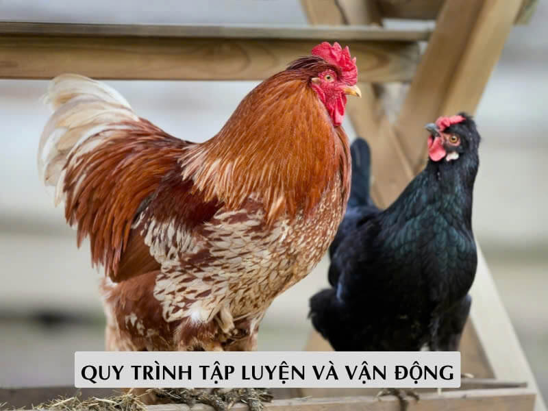 Quy Trình Tập Luyện Và Vận Động Quy Trình Tập Luyện Và Vận Động