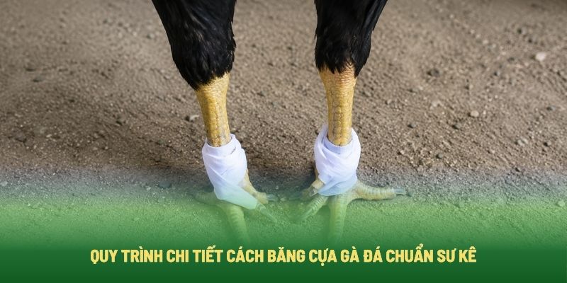 Quy Trình Chi Tiết Cách Băng Cựa Gà Đá Chuẩn Sư Kê