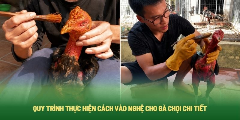 Quy trình thục hiện cách vào nghệ cho gà chọi chi tiết Quy trình thục hiện cách vào nghệ cho gà chọi chi tiết