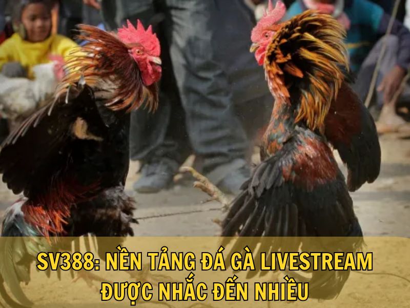 SV388: Nền Tảng Đá Gà Livestream Được Nhắc Đến Nhiều SV388: Nền Tảng Đá Gà Livestream Được Nhắc Đến Nhiều