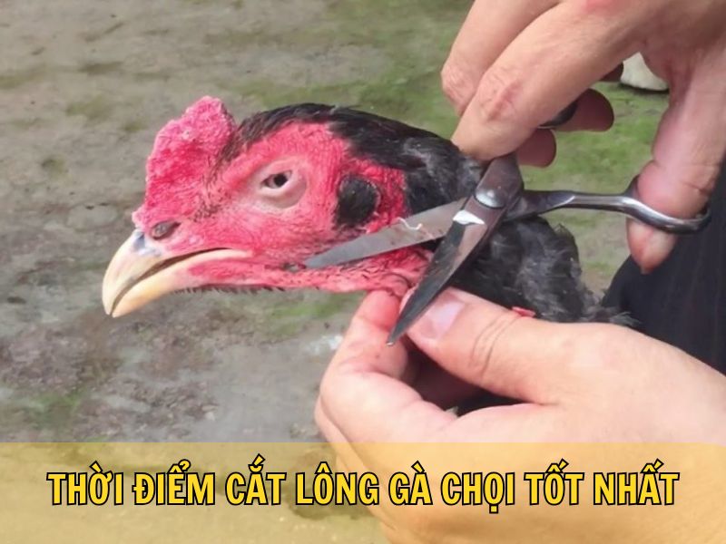 Thời Điểm Cắt Lông Gà Chọi Tốt Nhất Thời Điểm Cắt Lông Gà Chọi Tốt Nhất