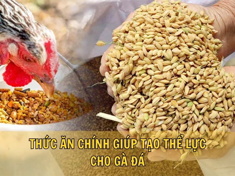 Thức Ăn Chính Giúp Tạo Thể Lực Cho Gà Đá